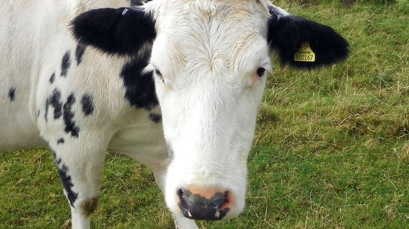 methane-emitting-livestock-burps-&-farts-need-to-be-taxed-in-the-us