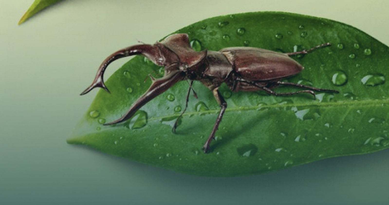 know-your-insects-&-save-them,-too:-the-north-american-giant-stag-beetle