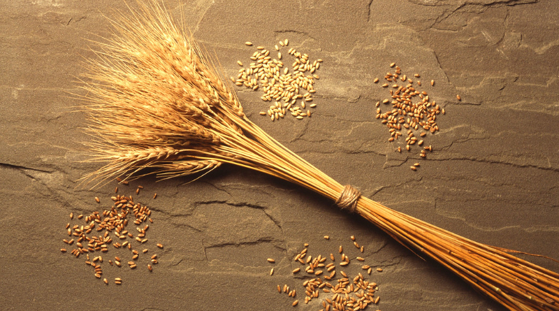 the-fate-of-our-food-systems-is-wrapped-up-in-climate-change-&-plant-nutrition