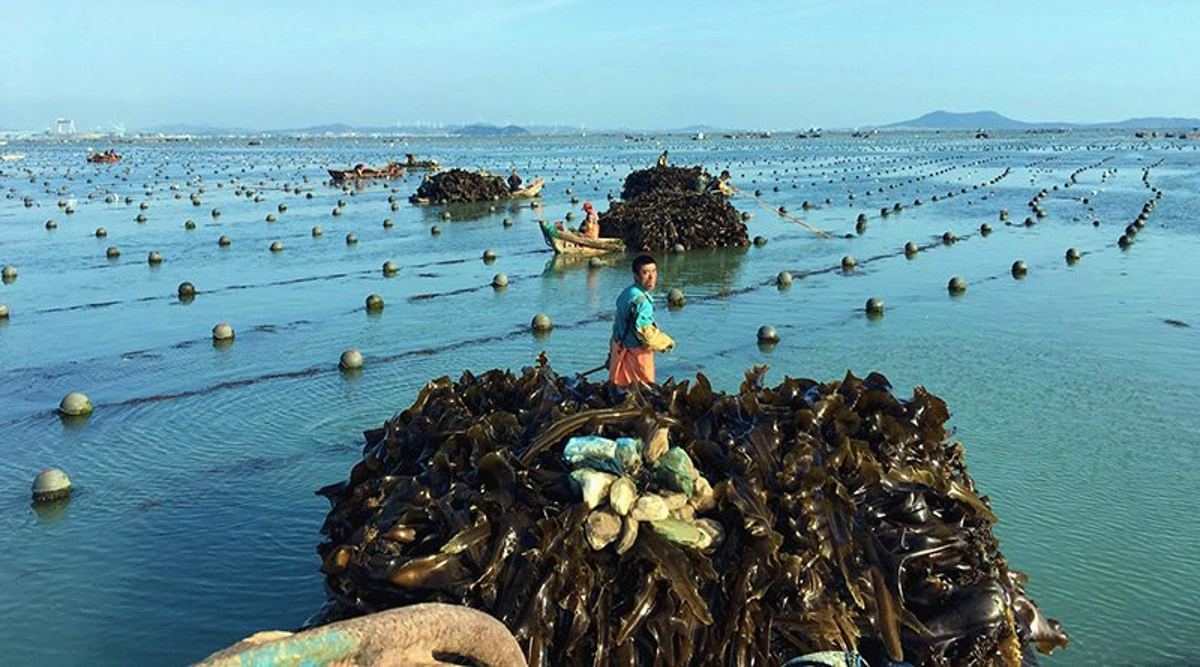 seaweed-farms-are-an-important-carbon-sequestration-strategy