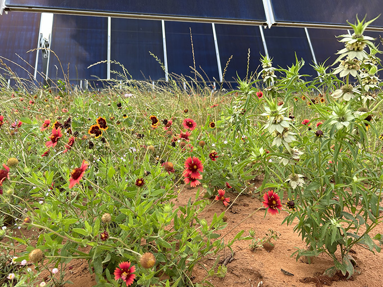 overcoming-nimby-challenges-in-solar-how-partnerships-and-education-drive-community-support