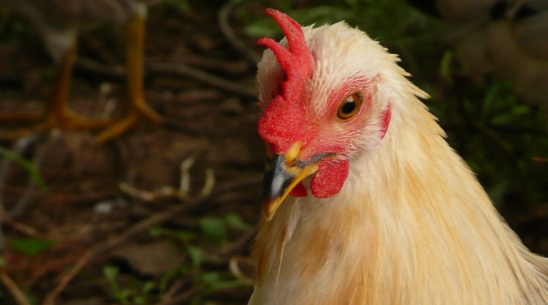 how-bird-flu,-big-ag,-&-the-climate-crisis-are-interrelated