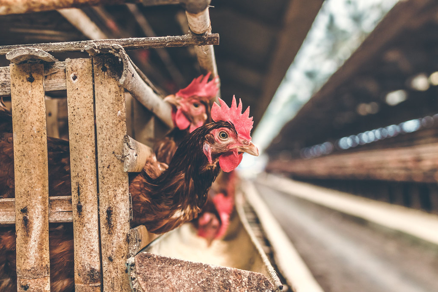 which-comes-first,-the-tariff-or-the-egg?