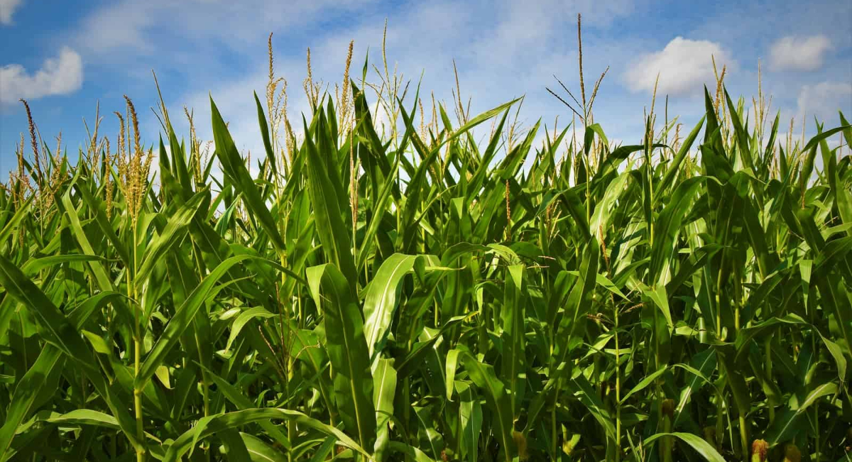 south-dakota-turns-thumbs-down-on-co2-pipeline-proposal