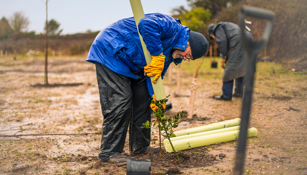 paid-tree-schemes-boost-survival-rates-and-sustainability