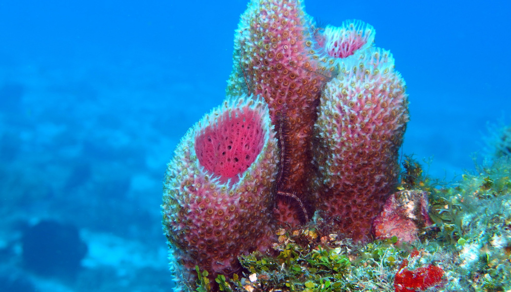 sponges-say-we’ve-passed-1.5c!