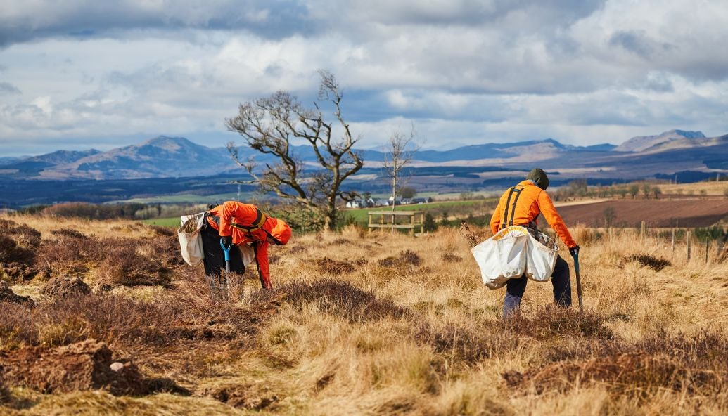 university-of-edinburgh’s-massive-tree-planting-quest