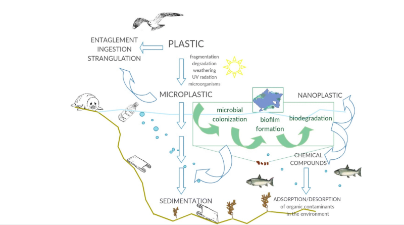 could-microplastics-become-a-thing-of-the-past-with-new-supramolecular-plastics?