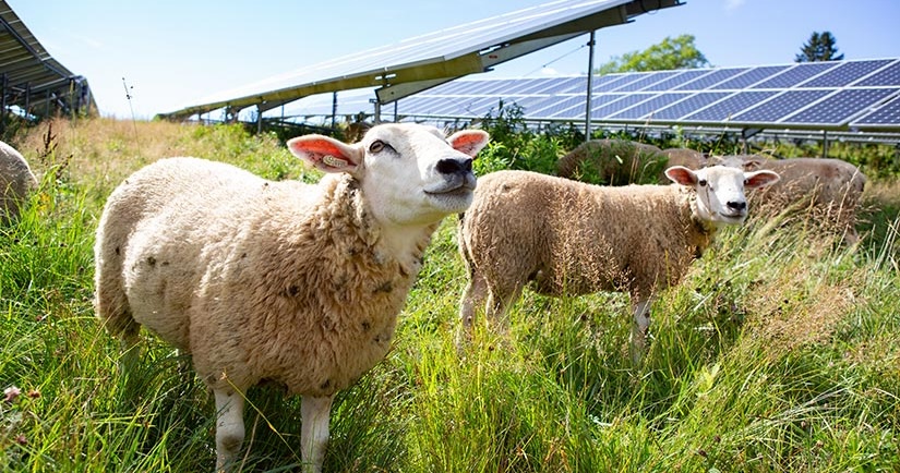 renewable-energy-to-beat-gas-for-3-more-years-(or-more)