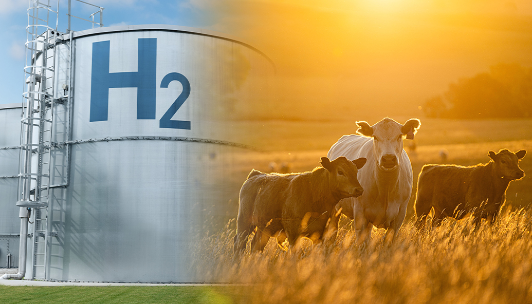 what-a-gas-–-hydrogen-from-cow-manure!