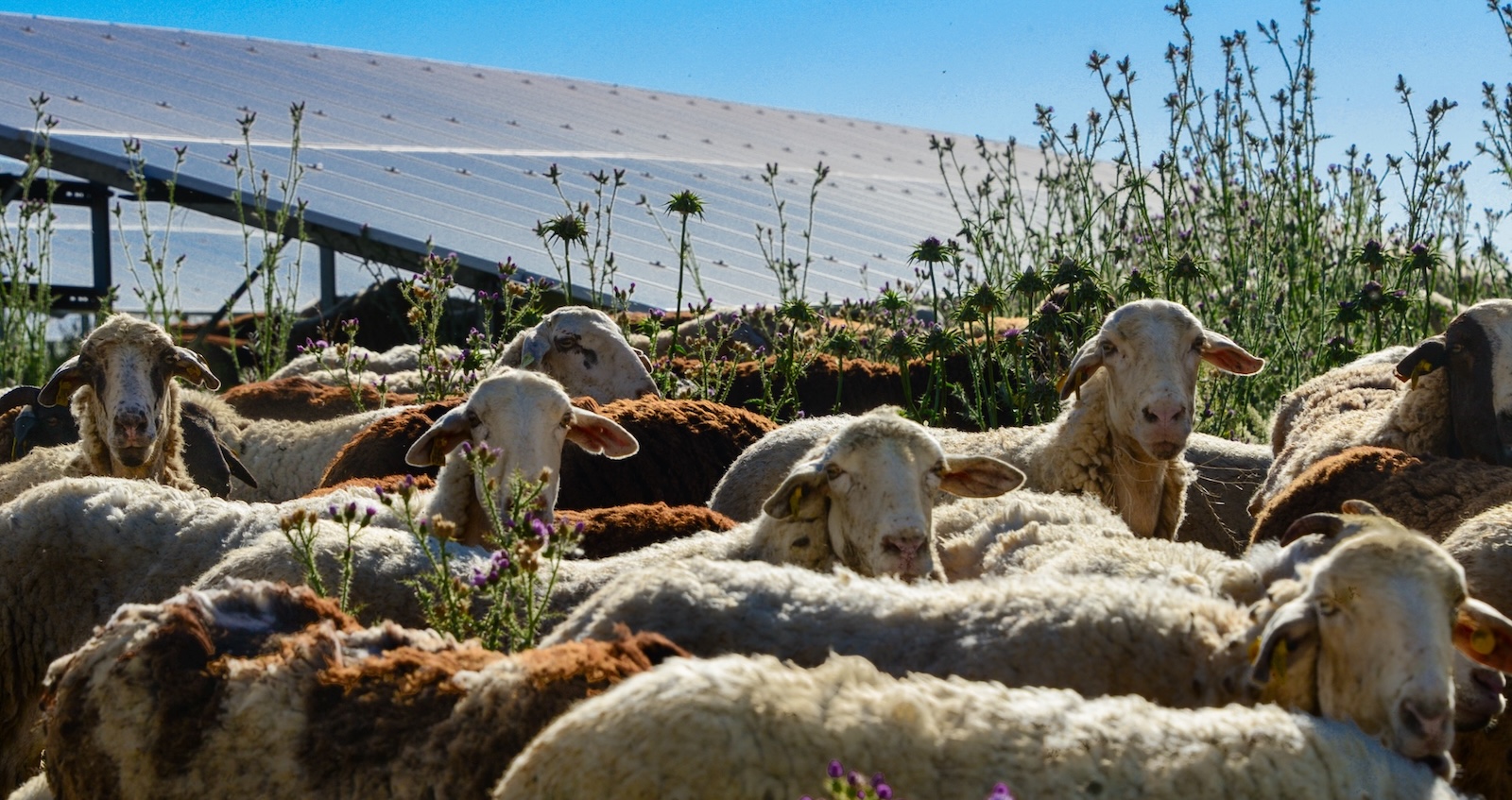 fast-track-for-one-new-agrivoltaic-project-in-california,-more-to-follow