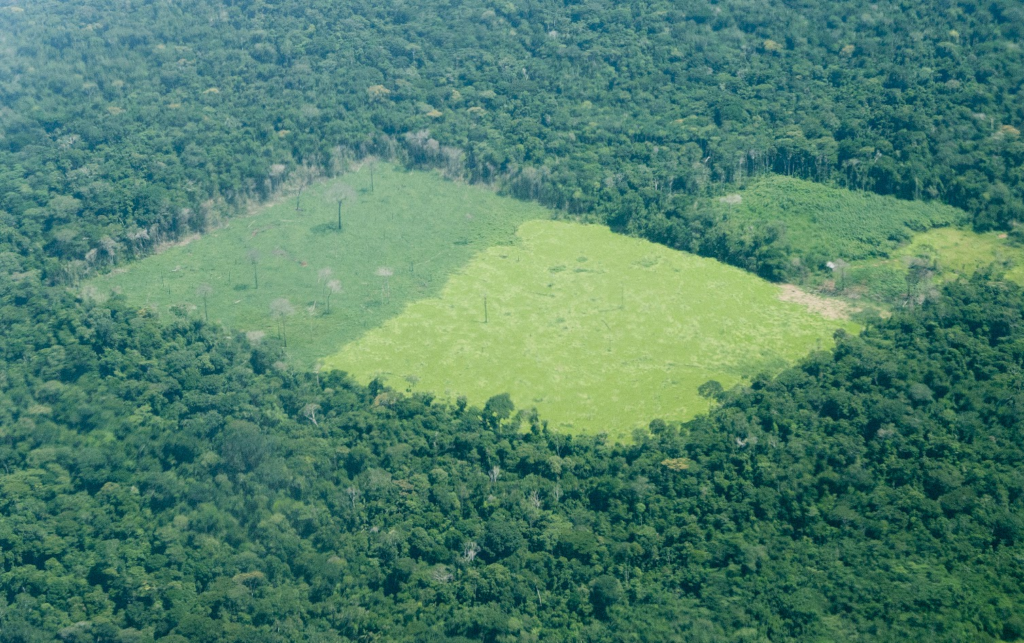 tyre-makers-show-no-evidence-they’re-fighting-deforestation