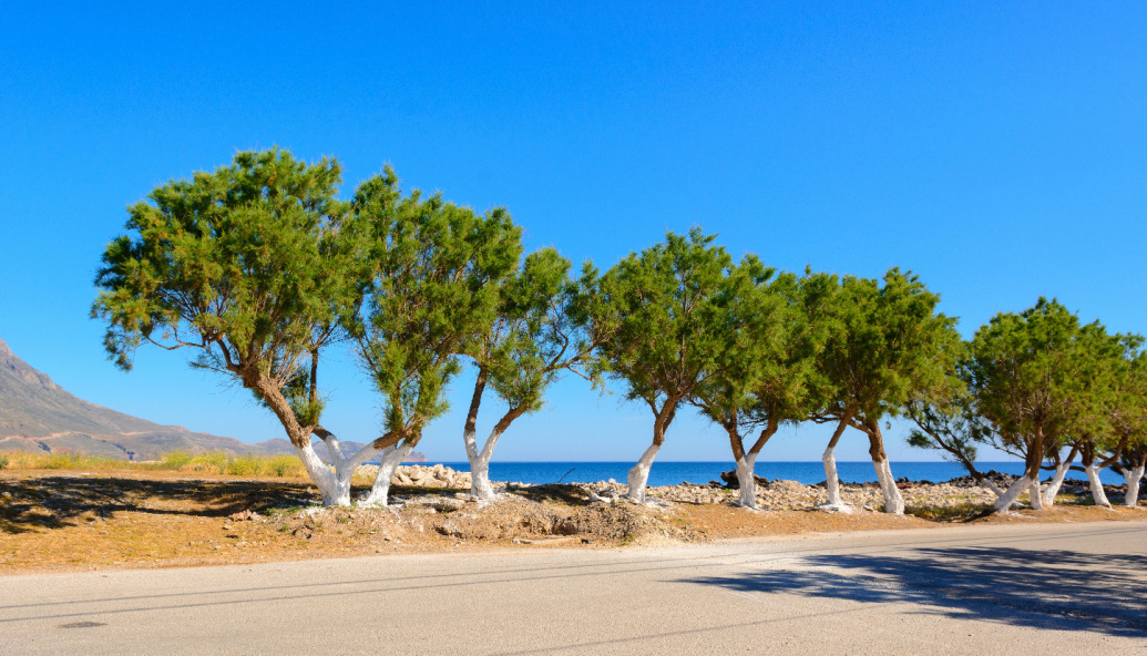greek-tree-planting-scheme-to-protect-coast