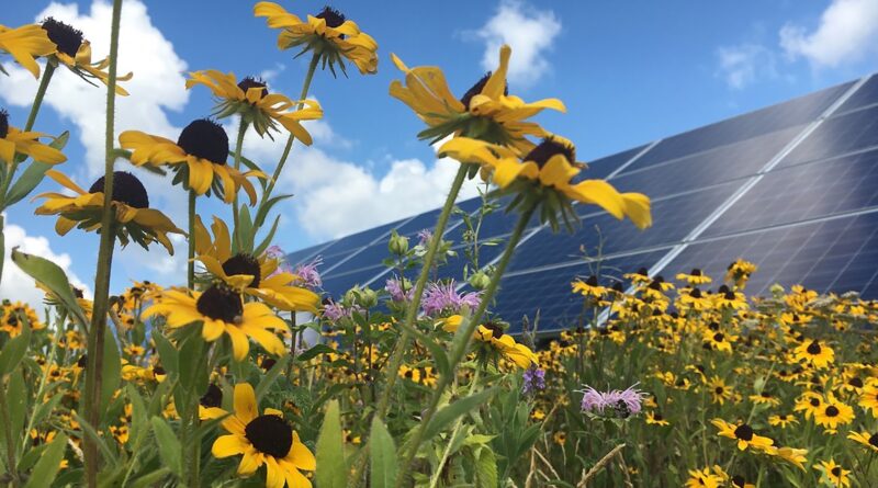agrivoltaics-to-rescue-us-farmers-from-ron-vara