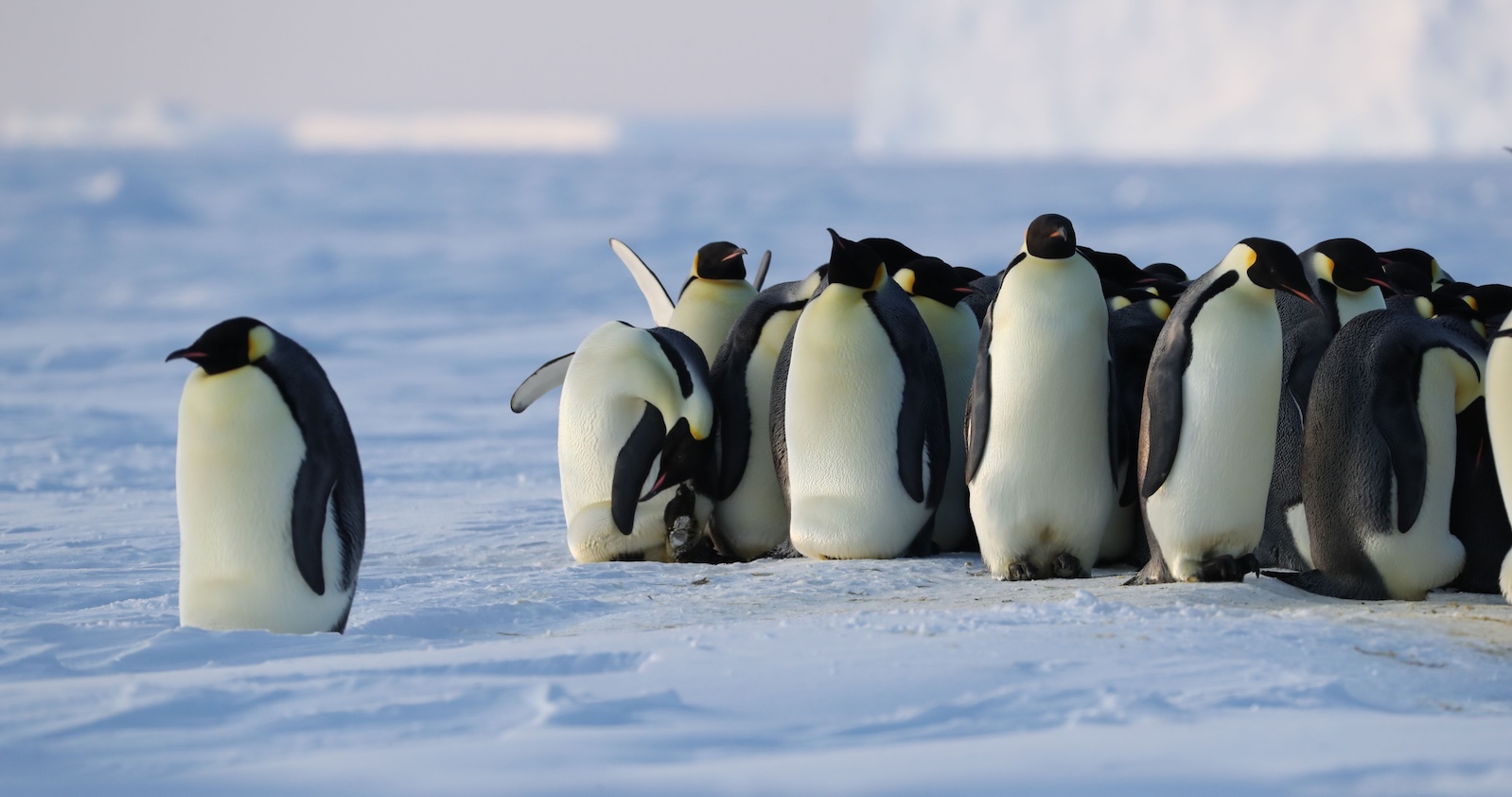 climate-change-and-the-secrets-of-the-penguins