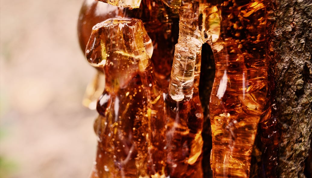 indian-tree-gum-waste-could-improve-ev-charging