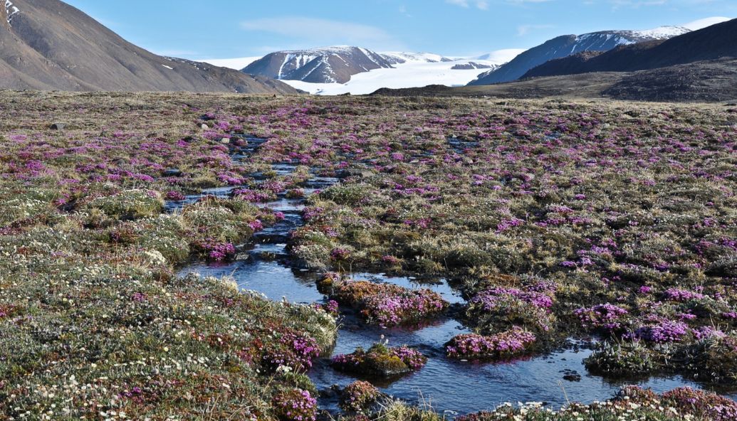arctic-warning:-plants-thriving-and-dying-amid-climate-chaos