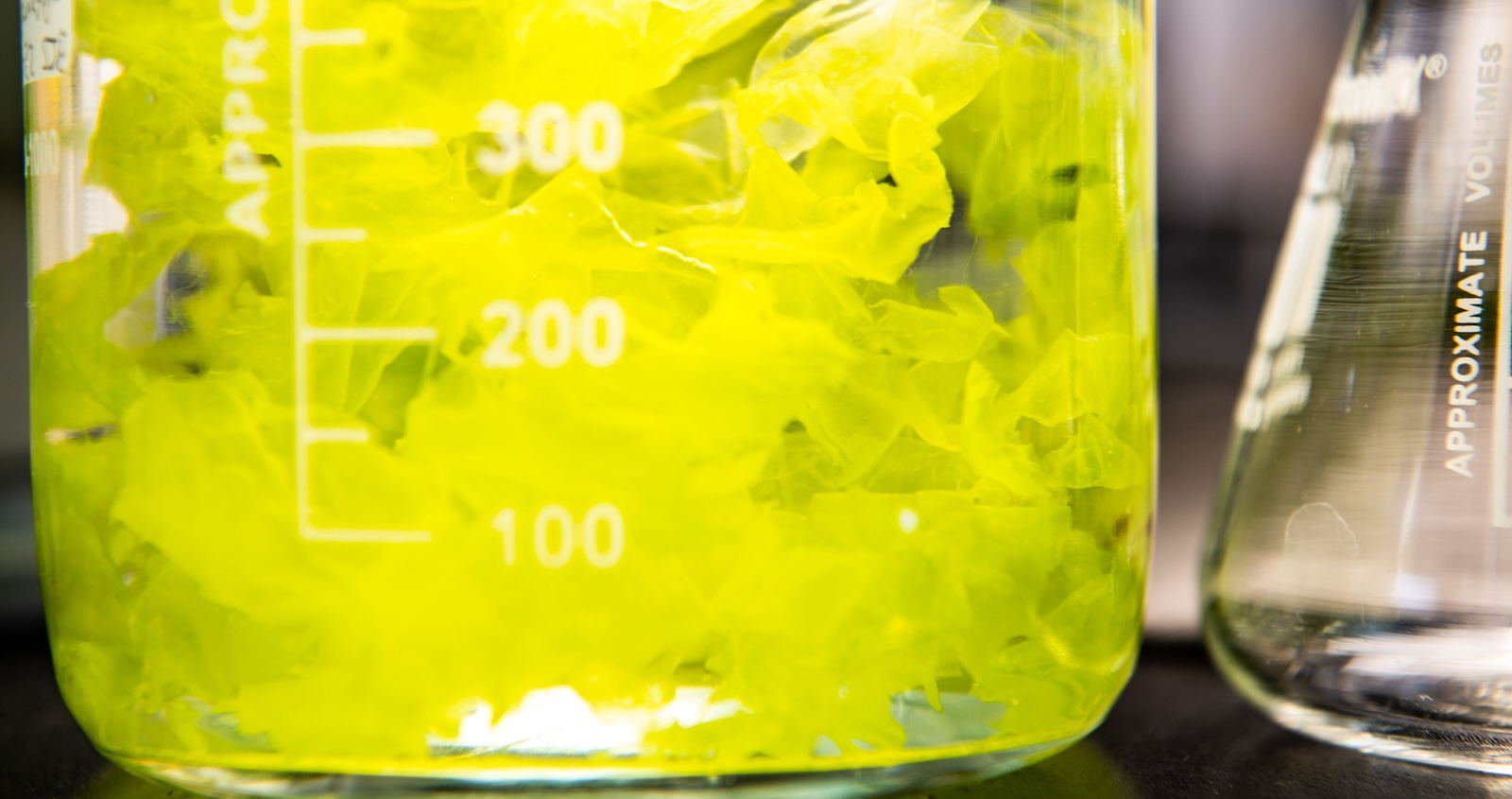 critical-minerals-bottleneck-unblocked-by-weed-(seaweed,-that-is)