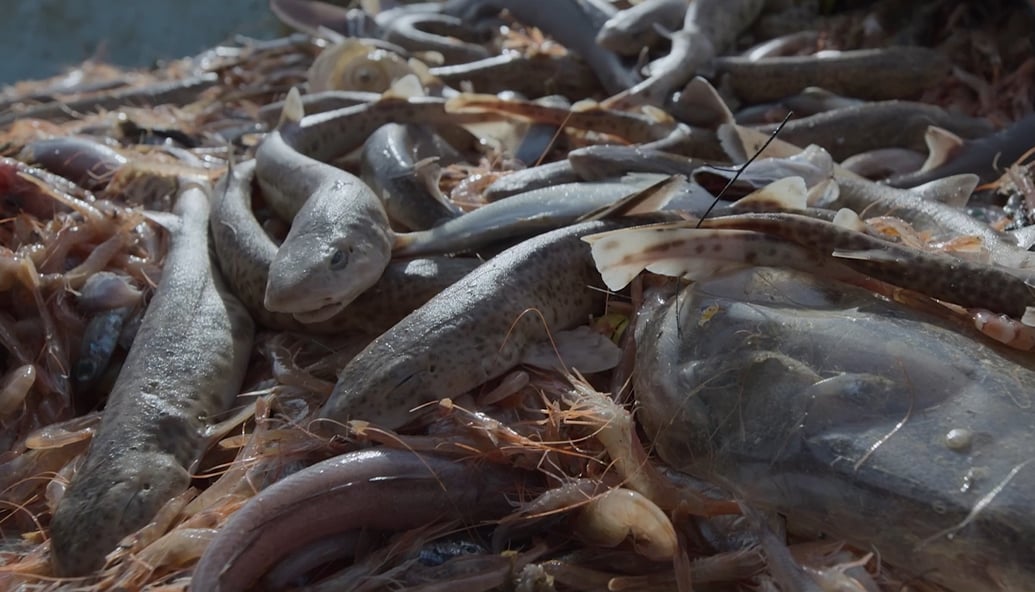 attenborough-film-prompts-calls-to-end-bottom-trawling