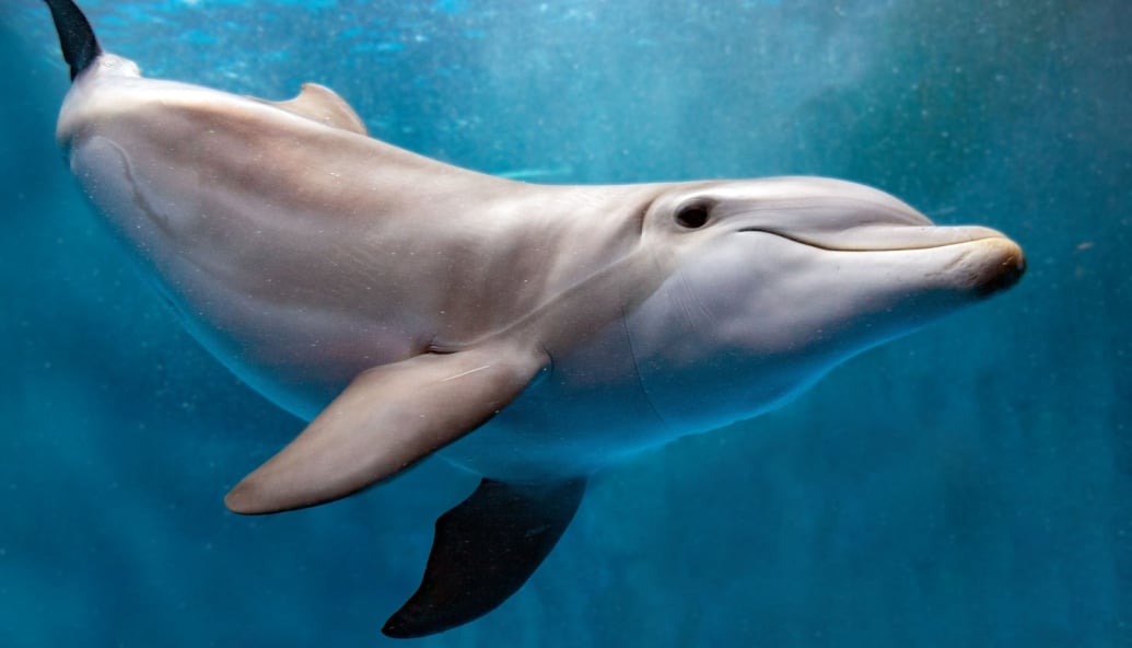 what-will-floating-windfarms-do-to-marine-life?