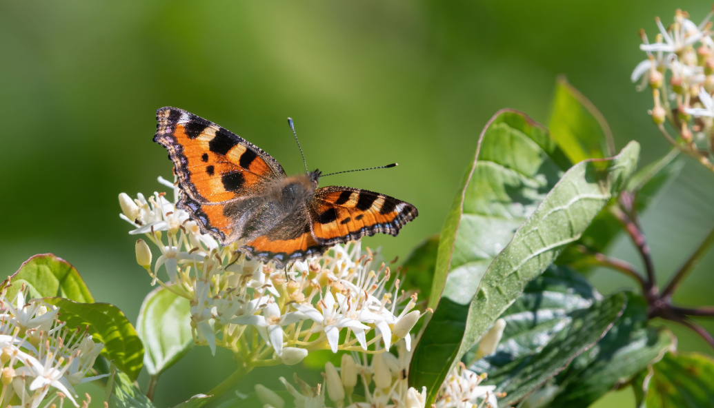 charities-warn-planning-bill-could-bulldoze-wildlife