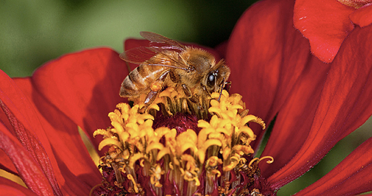tesla-ceo-heads-back-home,-leaving-a-potential-honeybee-crisis-behind