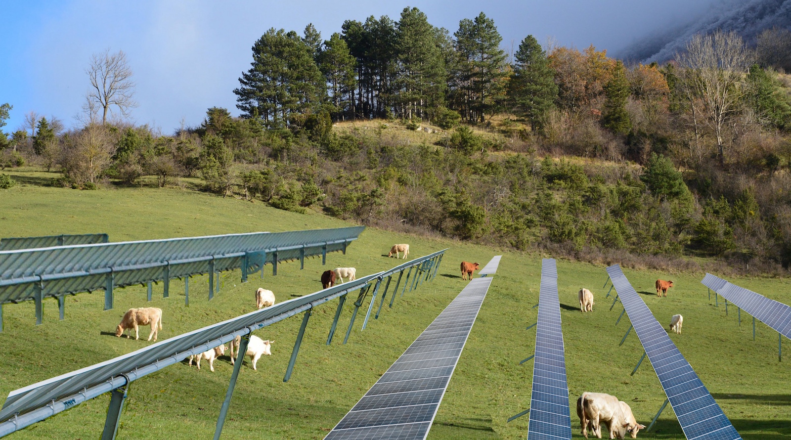 agrivoltaics-benefit-from-comparatively-high-acceptance