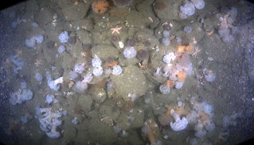 ‘world-first’-underwater-survey-mixes-biodiversity-with-windfarm-inspections