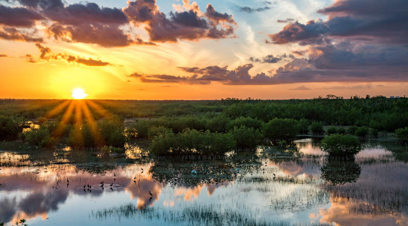 will-adding-sugar-cane-to-us-coca-cola-further-degrade-the-florida-everglades?