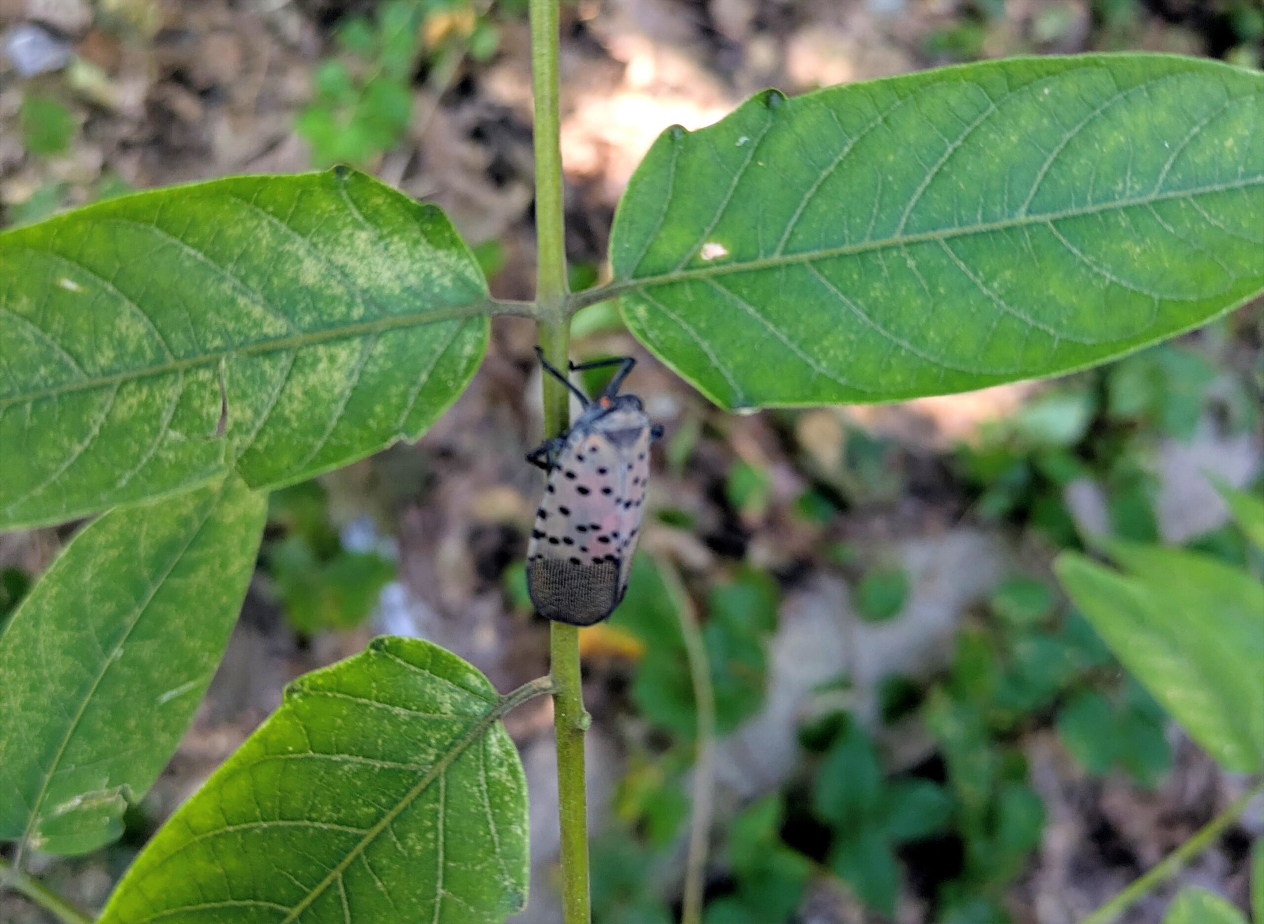 now-is-the-time-to-address-the-invasive-spotted-lanternfly-&-tree-of-heaven