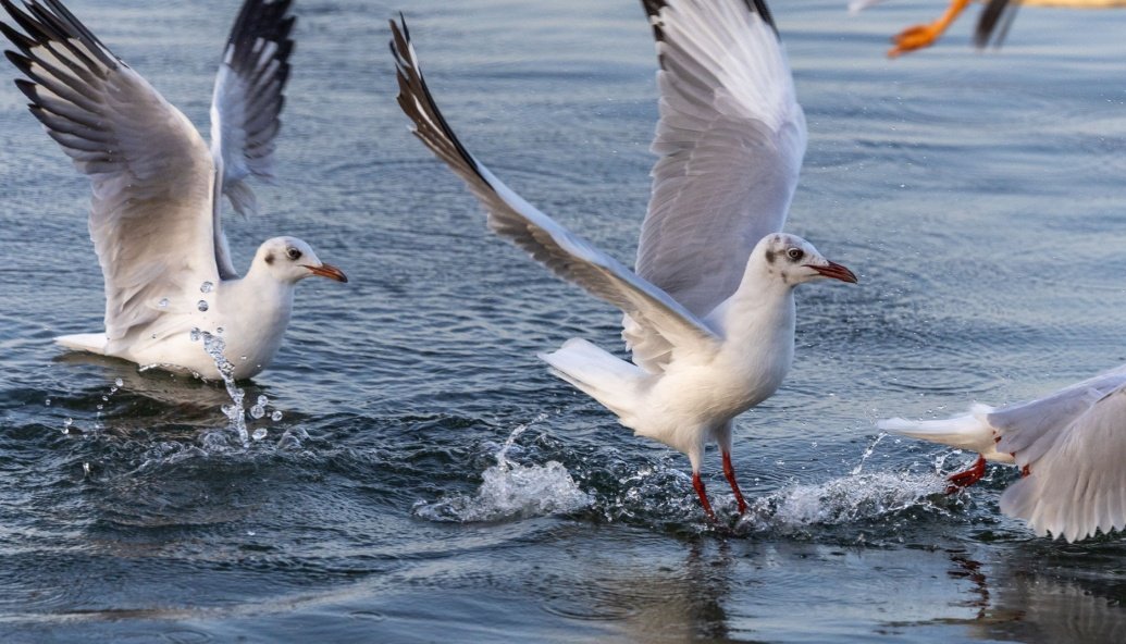 study-finds-seabirds-avoid-offshore-wind-turbines