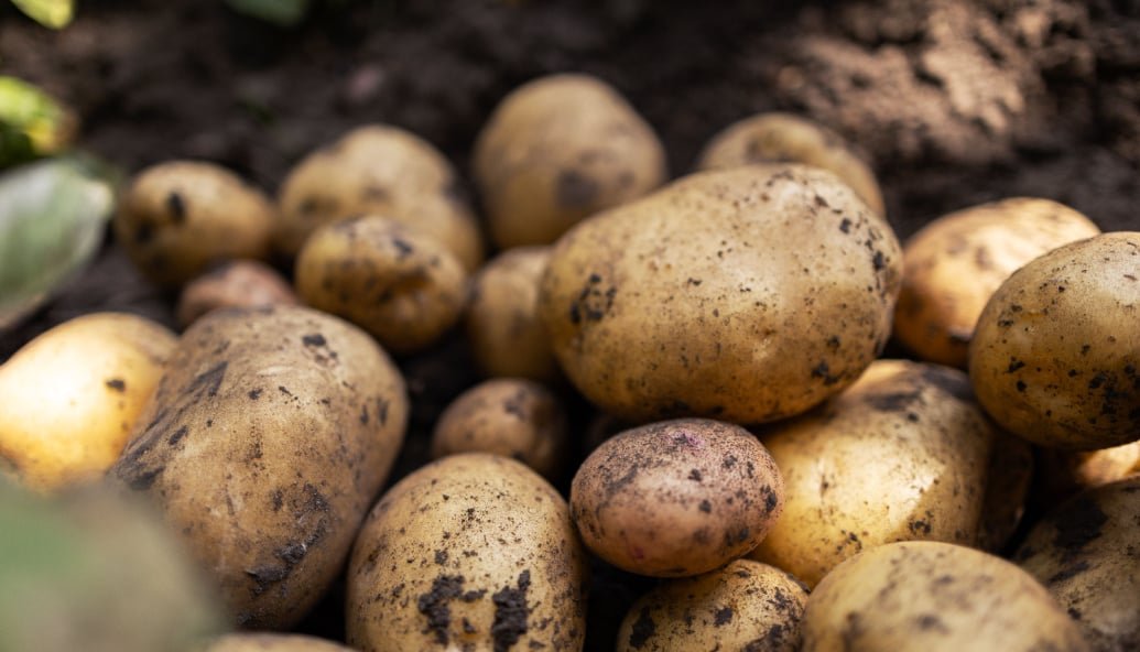 anaerobic-digestion-capacity-must-expand-as-food-waste-collections-increase