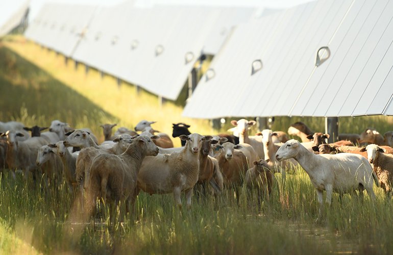 ohio-power-board-cancels-94-mw-agrivoltaic-solar-project