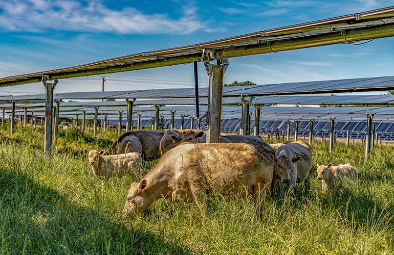 silicon-ranch-debuts-cattle-friendly-solar-tracker-technology-in-tennessee