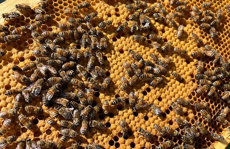 skyview-ventures-integrates-monitoring-program-for-beekeeping-on-solar-project-sites