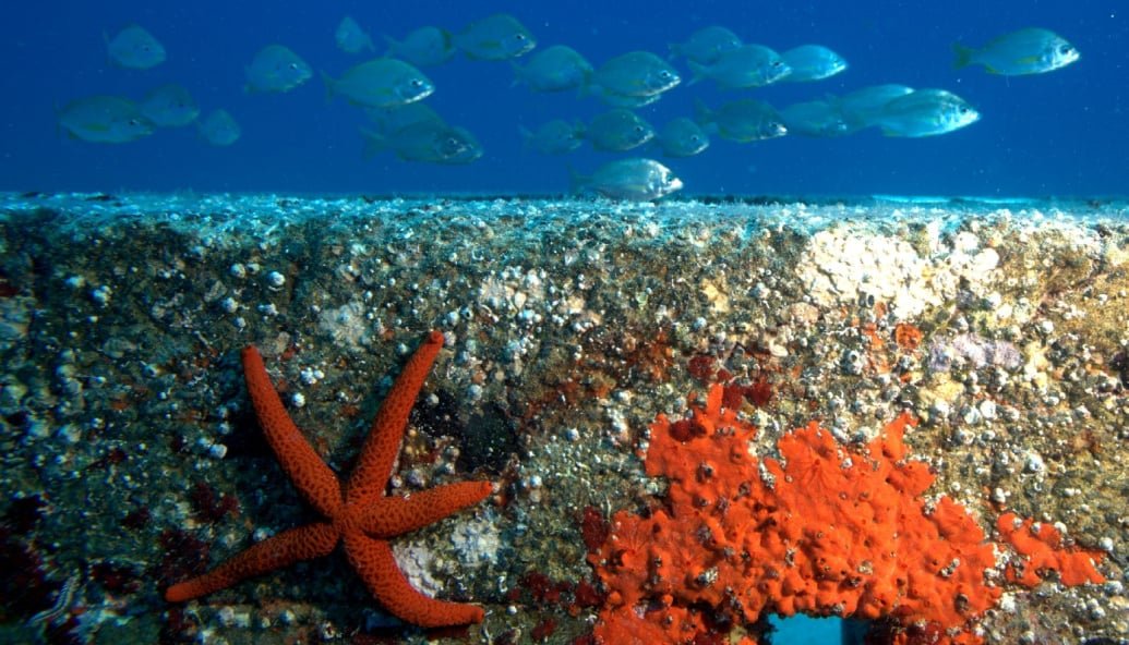marine-eco-concrete-in-demand-for-offshore-energy-sector