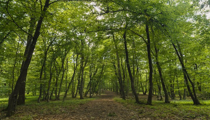 new-forest-to-be-created-at-cost-of-7.5m