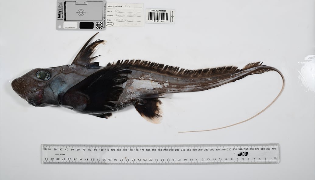 ‘ghost-shark’-one-of-many-secret-marine-species-supporting-ocean-sustainability