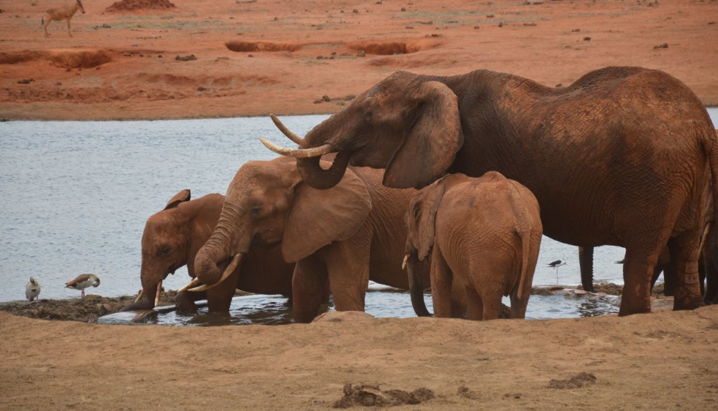 link-climate-and-nature-policies-says-zsl