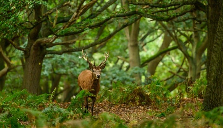 labour-shells-out-40m-to-protect-third-of-england’s-land-for-nature