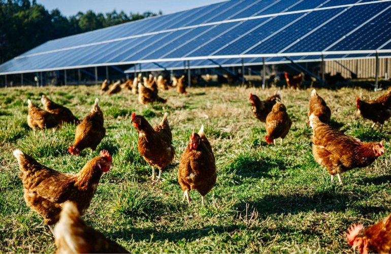 emergent-solar-installs-nine-on-farm-solar-projects-for-organic-egg-farms