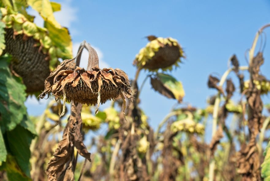 plants-are-heating-up-hampering-their-ability-to-capture-carbon