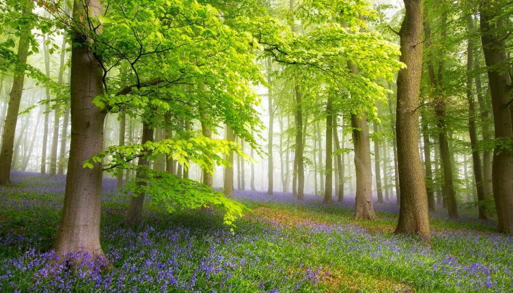 tree-planting-on-the-rise-to-capture-carbon