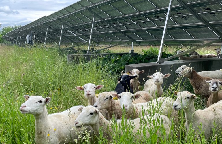 op-ed:-agrivoltaics-isn’t-one-thing-our-policy-shouldn’t-be-either.
