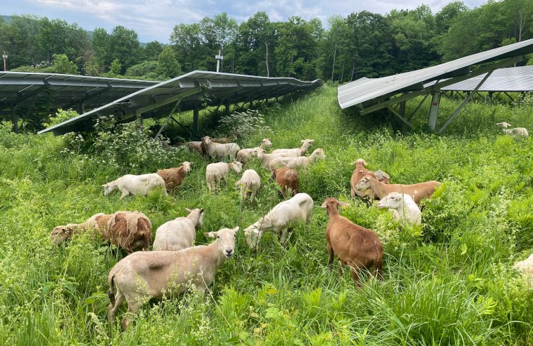 new-jersey-greenlights-16-agrivoltaics-projects-on-local-farms