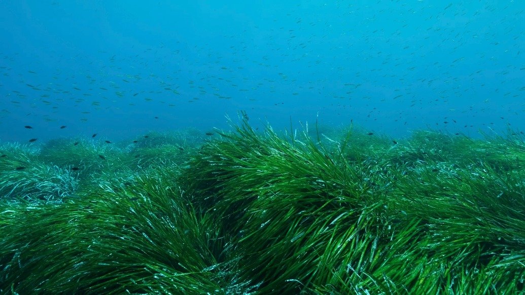 seagrass-plays-a-big-role-in-reducing-climate-change-study-finds
