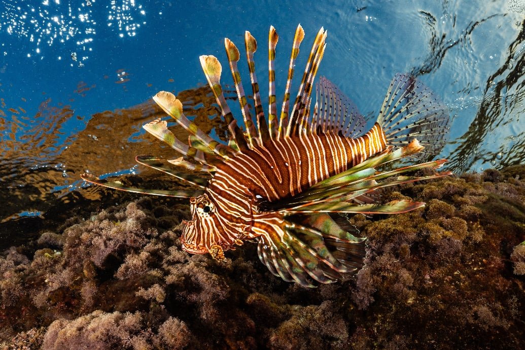 warming-mediterranean-invaded-by-new-species