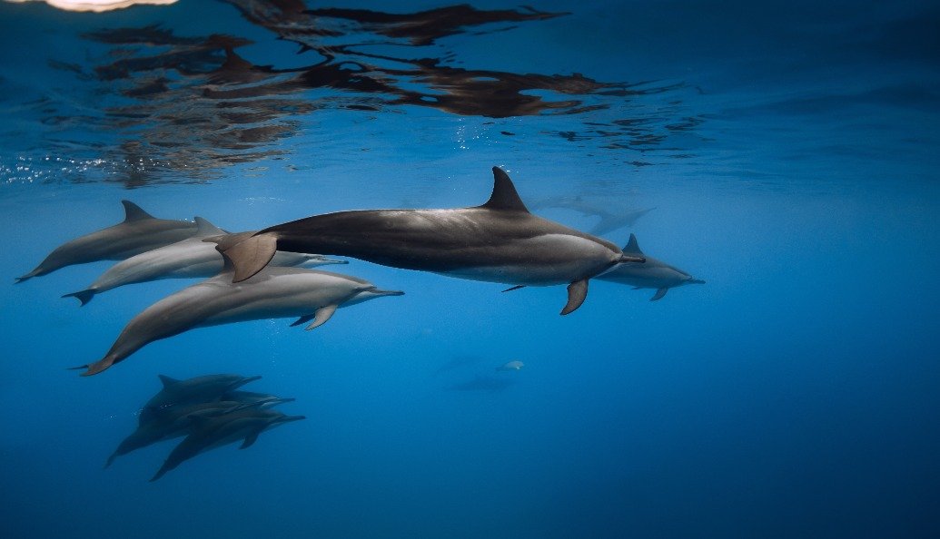could-floating-offshore-wind-be-disturbing-marine-life?-new-technology-listens-in