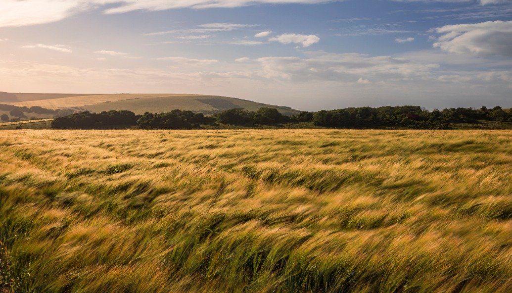 kellogg’s-supports-local-farmers-in-new-wheat-initiative