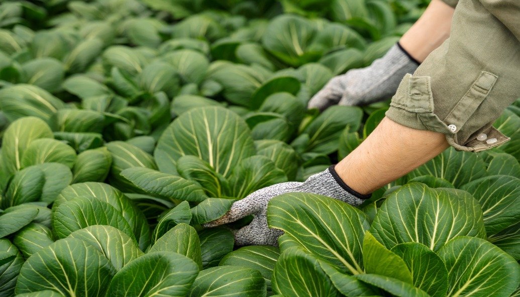 global-food-systems-on-track-to-miss-most-2030-targets